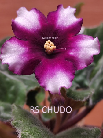 144. RS CHUDO